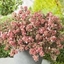 Picture of Abelia × grandiflora Magic Daydream ('Opstal103') (PBR)