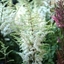 Picture of Astilbe chinensis Vision in White
