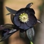 Picture of Helleborus × hybridus Harvington Black
