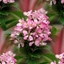 Picture of Escallonia laevis Pink Elle ('Lades') (PBR)