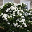 Picture of Gardenia jasminoides Crown Jewel (PBR)