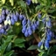 Picture of Vaccinium Lucky Berry