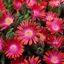Picture of Delosperma cooperi Jewel of Desert Garnet (PBR) (Jewel of Desert Series)