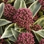 Picture of Skimmia japonica Magic Marlot (PBR)