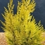 Picture of Chamaecyparis lawsoniana Ivonne