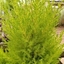 Picture of Cupressus macrocarpa Wilma
