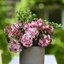 Picture of Kalmia latifolia Little Linda
