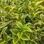 Picture of Ligustrum ovalifolium Aureum