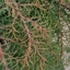 Picture of Cryptomeria japonica Elegans Nana