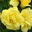 Picture of Rosa Flower Carpet Sunshine ('Noason') (PBR)