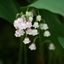 Picture of Convallaria majalis var. rosea