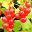 Picture of redcurrant Jonkheer van Tets