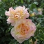 Picture of Rosa Peace ('Madame A. Meilland')