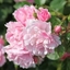 Picture of Rosa Bonica ('Meidomonac')