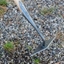 Picture of DeWit diamond headed hoe