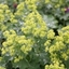 Picture of Alchemilla mollis
