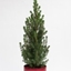 Picture of Tabletop Christmas tree and red pot cover