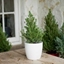 Picture of Tabletop Christmas tree and white pot cover