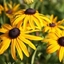 Picture of Rudbeckia fulgida var. sullivantii Goldsturm