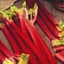 Picture of rhubarb Strawberry