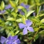 Picture of Vinca minor Illumination