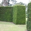 Picture of Taxus baccata