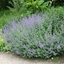 Picture of Nepeta racemosa Walker's Low