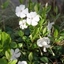 Picture of Vinca minor f. alba Gertrude Jekyll