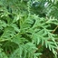 Picture of Thuja plicata Atrovirens