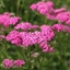 Picture of Achillea millefolium Cerise Queen
