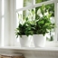Picture of Spathiphyllum and white pot cover