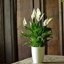Picture of Spathiphyllum and pot cover