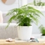 Picture of Asparagus setaceus and pot cover
