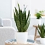 Picture of Sansevieria zeylanica and pot cover