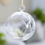 Picture of Tillandsia argentea in a hanging glass globe