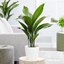 Picture of Aspidistra elatior and pot cover