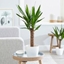 Picture of Yucca elephantipes and pot cover