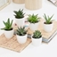 Picture of Aloe and Haworthia succulent collection