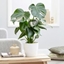 Picture of Monstera deliciosa and pot cover