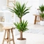 Picture of Yucca elephantipes and pot cover