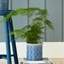 Picture of Asparagus setaceus and glazed pot combination