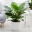 Picture of Philodendron 'Imperial Green' and pot cover