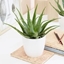 Picture of Aloe arborescens and pot cover