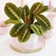 Picture of Maranta leuconeura var. leuconeura Fascinator and pot cover