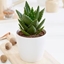 Picture of Aloe mitriformis and pot cover