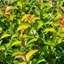 Picture of Prunus lusitanica subsp azorica Tico ('Ybrazo01') (PBR)