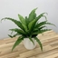 Picture of Asplenium antiquum Osaka and pot cover