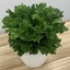 Picture of Asplenium antiquum Leslie and pot cover