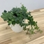 Picture of Parthenocissus striata and pot cover