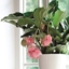 Picture of Medinilla magnifica and pot cover